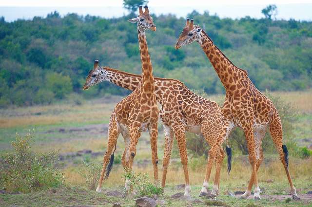 true-story-lodge-giraffes-lake-naivasha.jpg