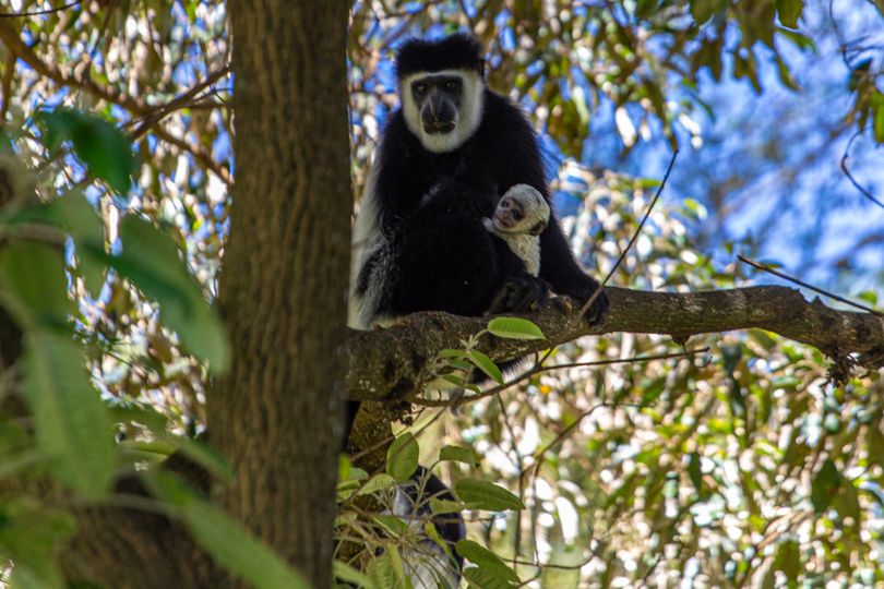 true-story-lodge-colobus-monkey-lake-naivasha.jpg