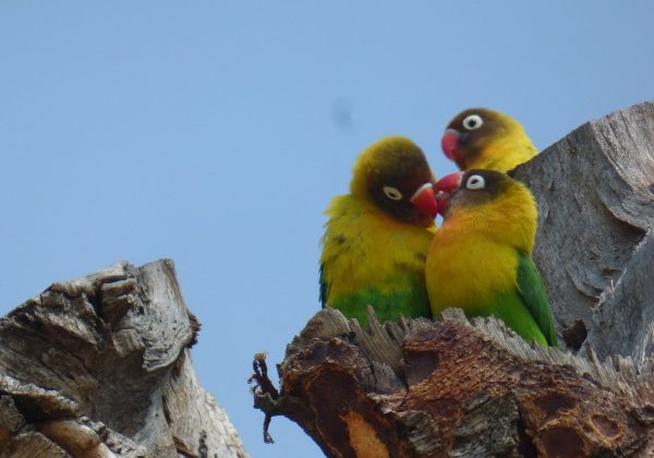 Birds at Fishermans Camp