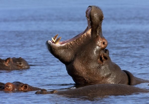 hippopotamus-botswana-2025-03-18-14-36-33-utc
